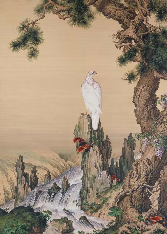 White Hawk on Mountain