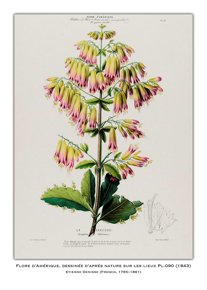 Botanical Illustration of a Flower