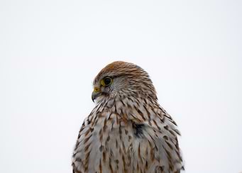 Kestrel Profile