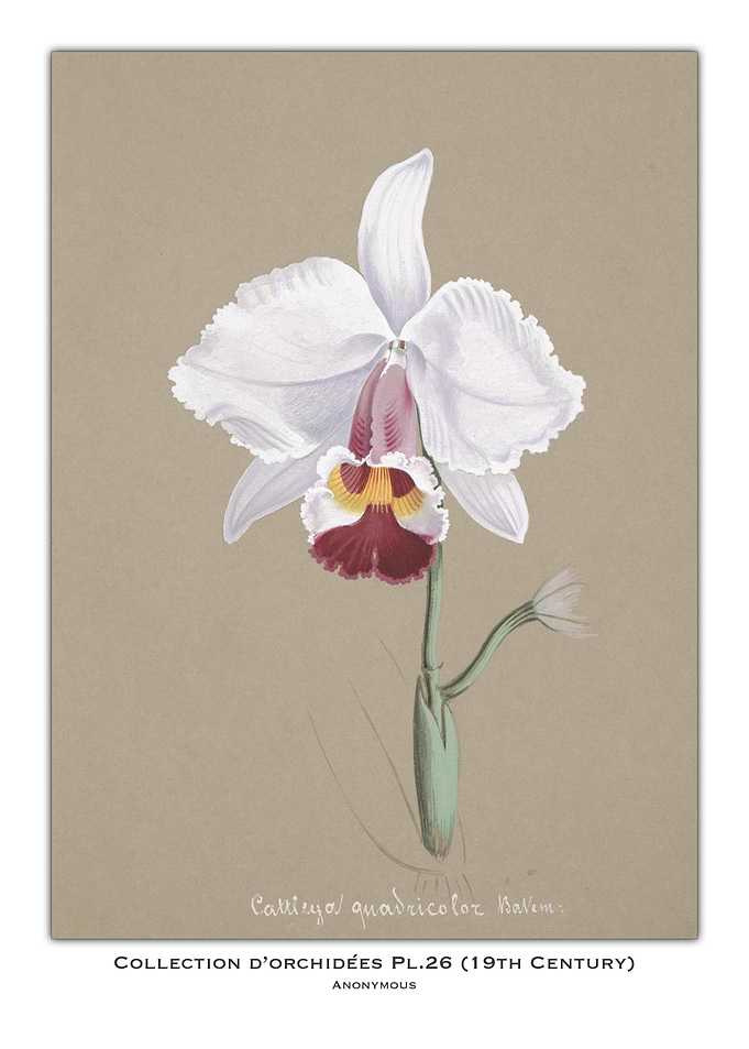 Orchid Botanical Illustration