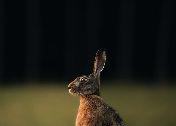Rabbit Portrait