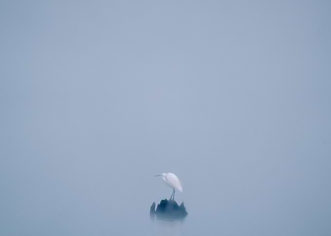 Egret in Fog