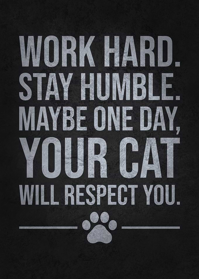 Funny Cat Quote – Work Hard Stay Humble Cat Humor