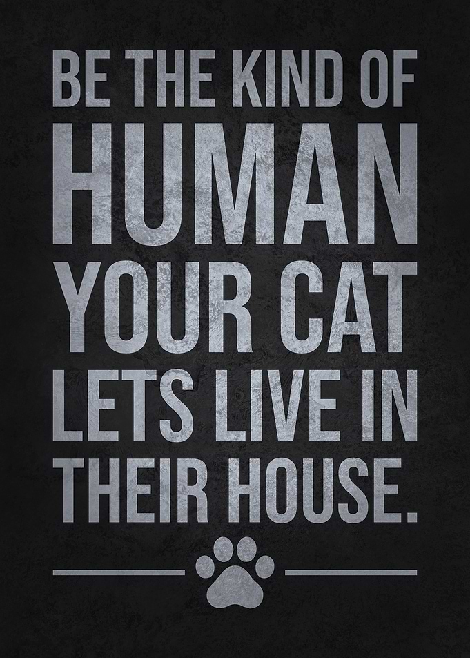 Be the Human Your Cat Lets Live There Funny Cat Quote
