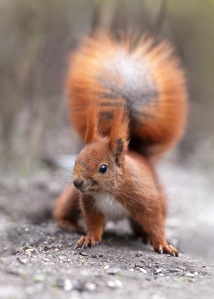 Red Squirrel Close-Up