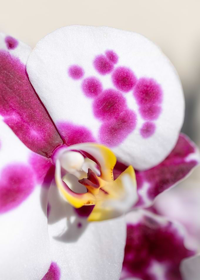 Orchid Close-Up