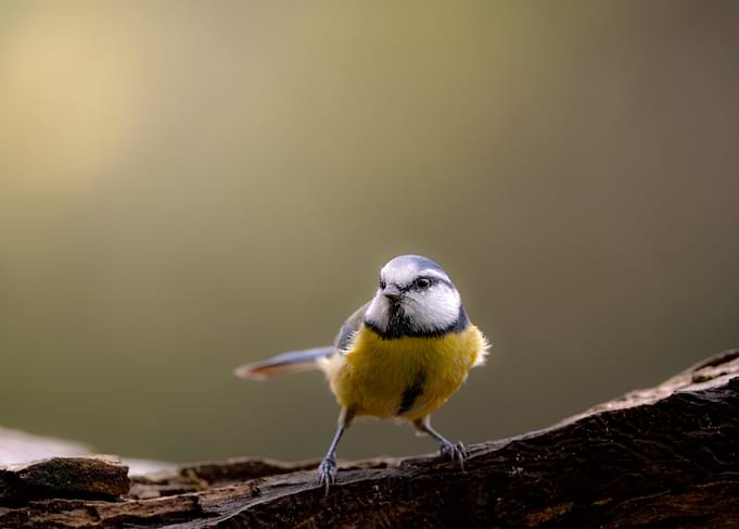 Blue Tit on Branch