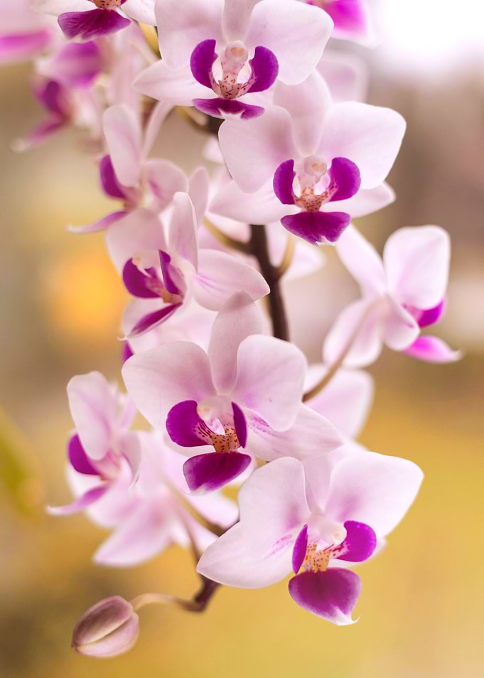 Pink Orchid Bloom