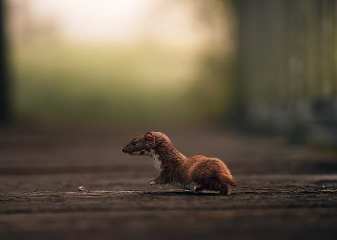 Least Weasel on Wooden Path