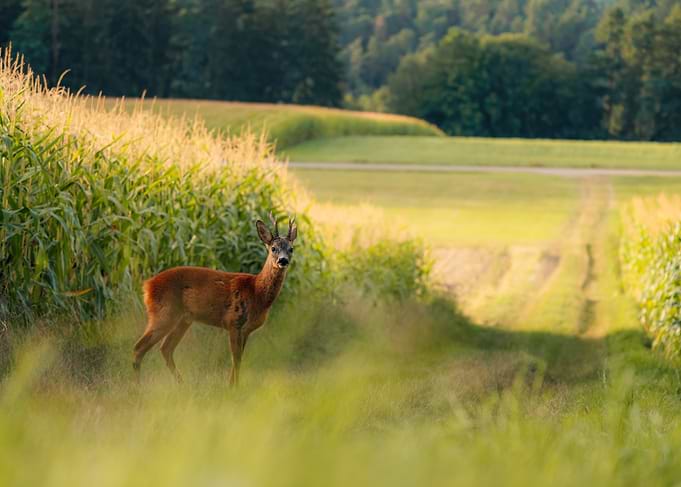 Deer in a Field