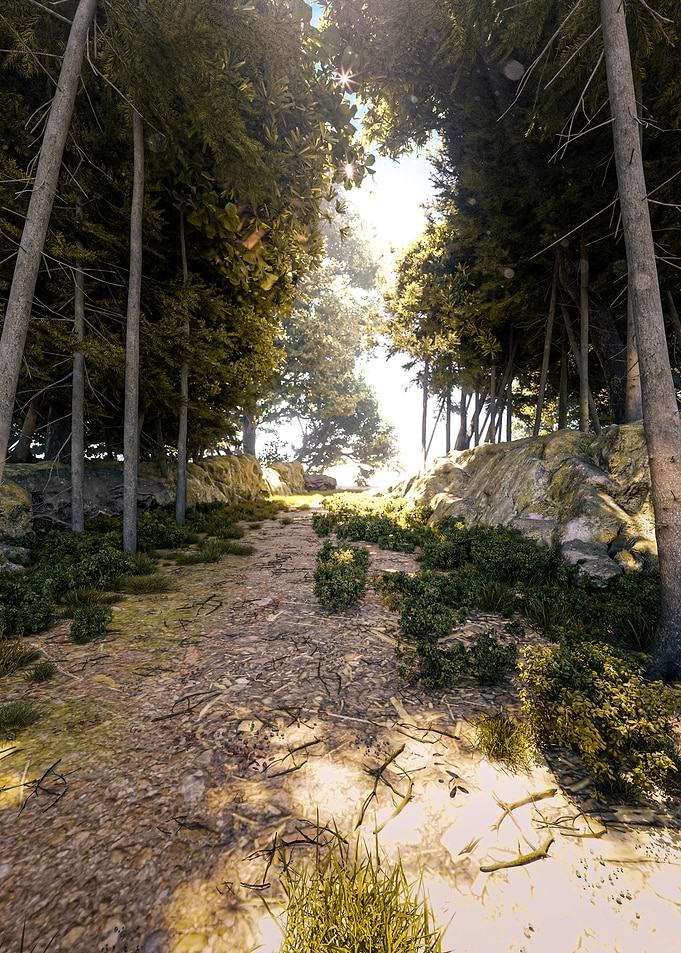 Forest Path Sunlight