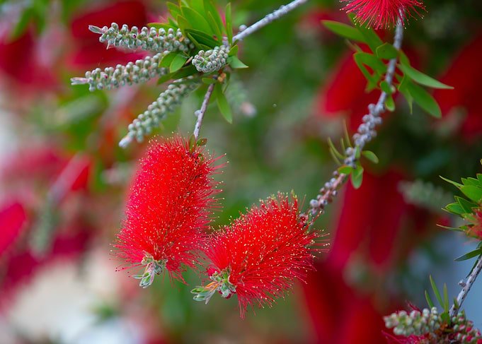 Red Bottlebrush Flowers, Greek Island