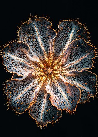 Platycerium bifurcatum Close-Up
