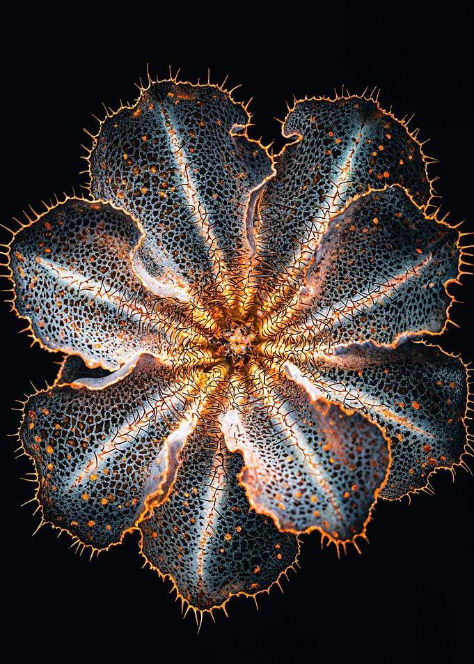 Platycerium bifurcatum Close-Up