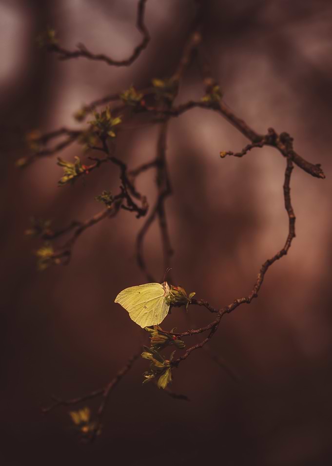 Butterfly on Branch