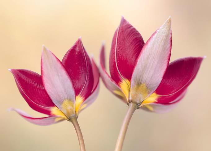 Red and White Tulips
