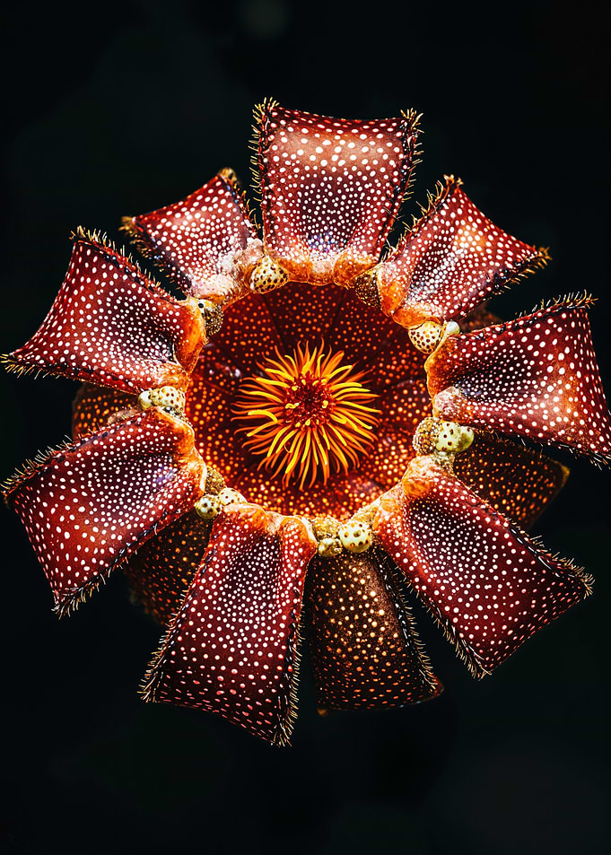 Starfish Flower Macro