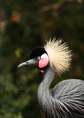 Black Crowned Crane Portrait