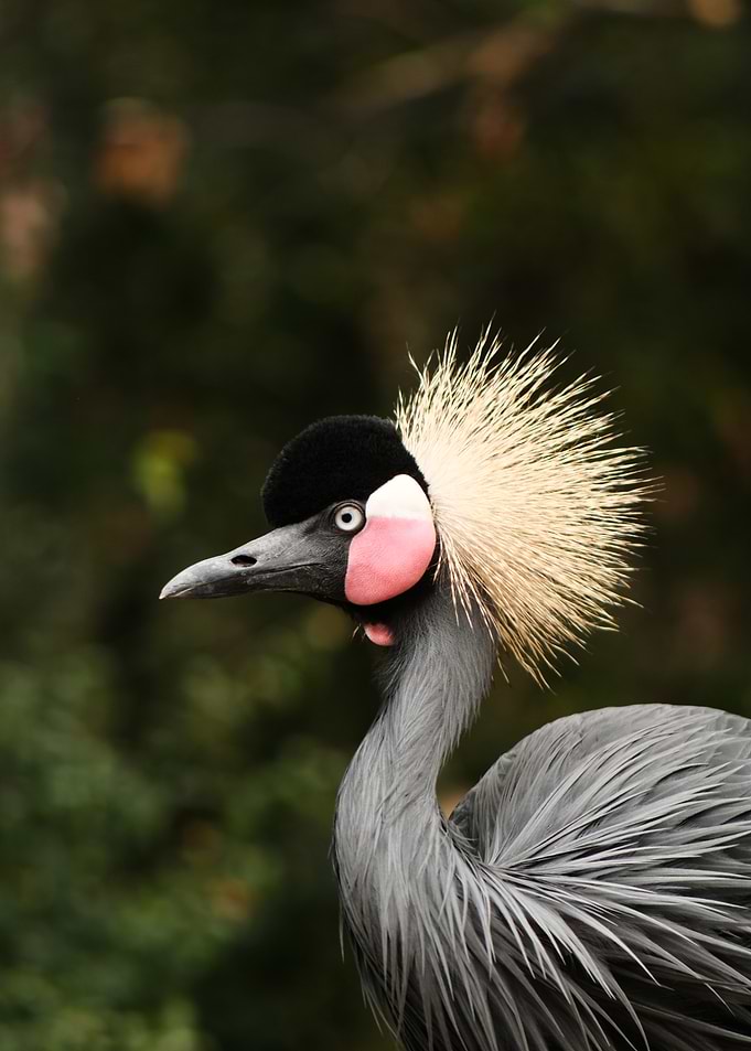 Black Crowned Crane Portrait
