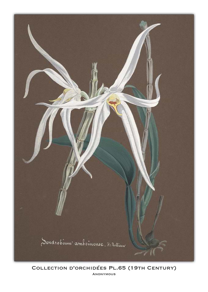Orchid Botanical Illustration