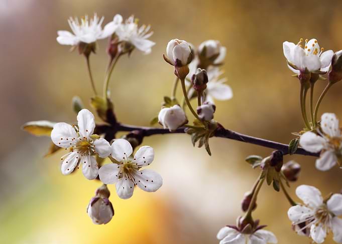 Cherry Blossom Branch