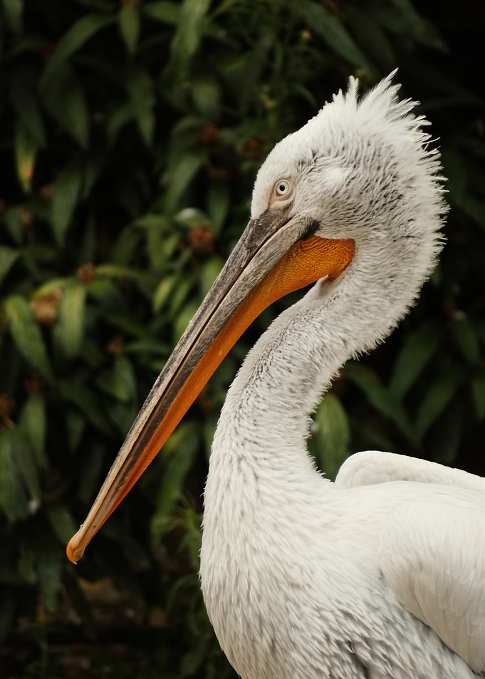 Pelican Portrait
