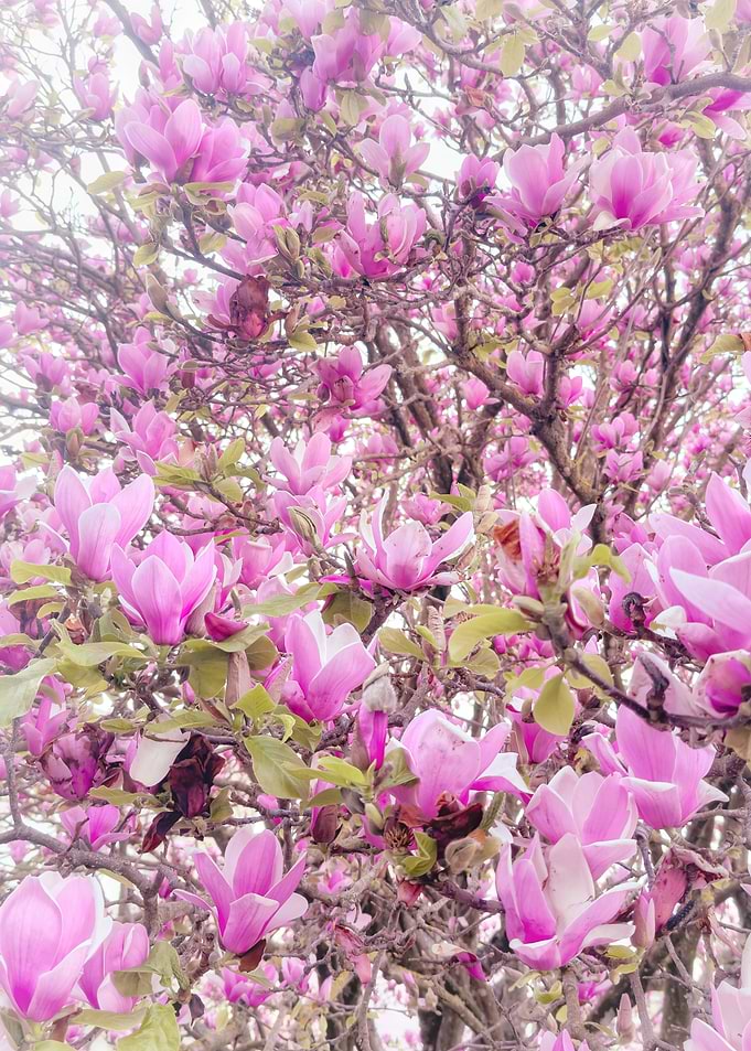 Pink Magnolia Blossoms