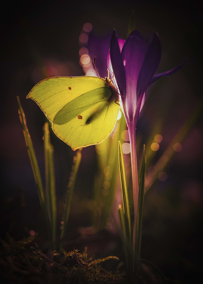 Butterfly on Purple Flower