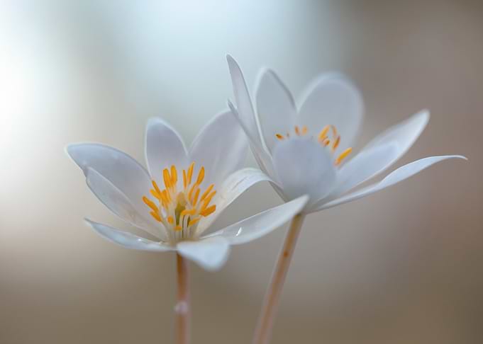 Delicate White Flowers