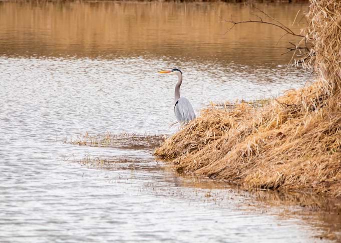 Great Blue Heron by the Lake