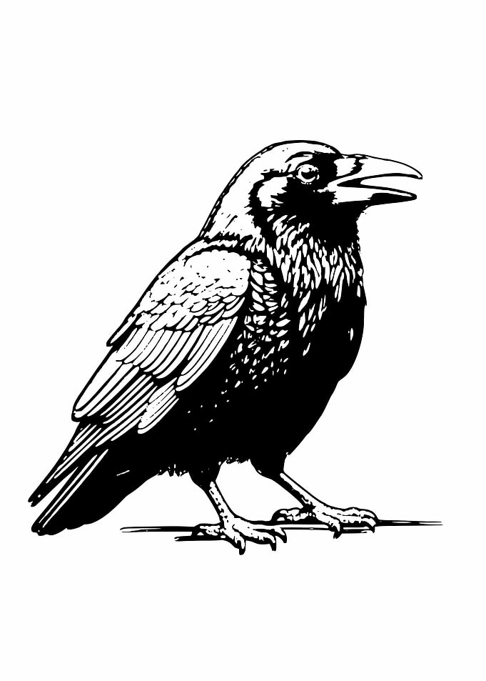 Black and White Raven Illustration