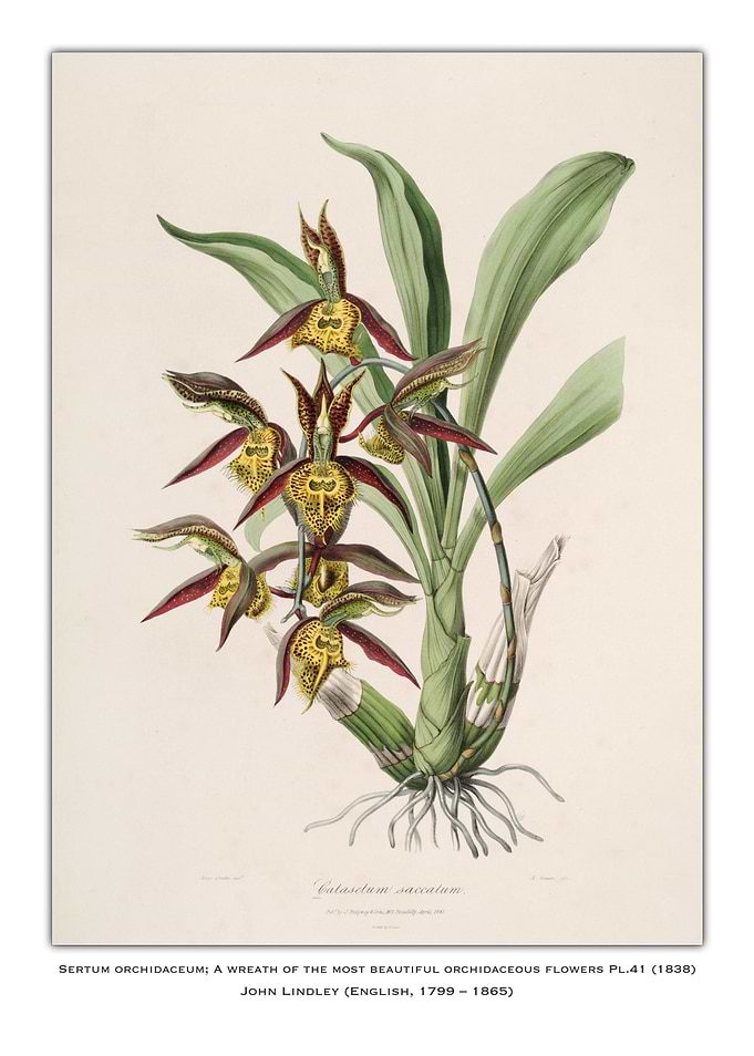 Orchid Illustration