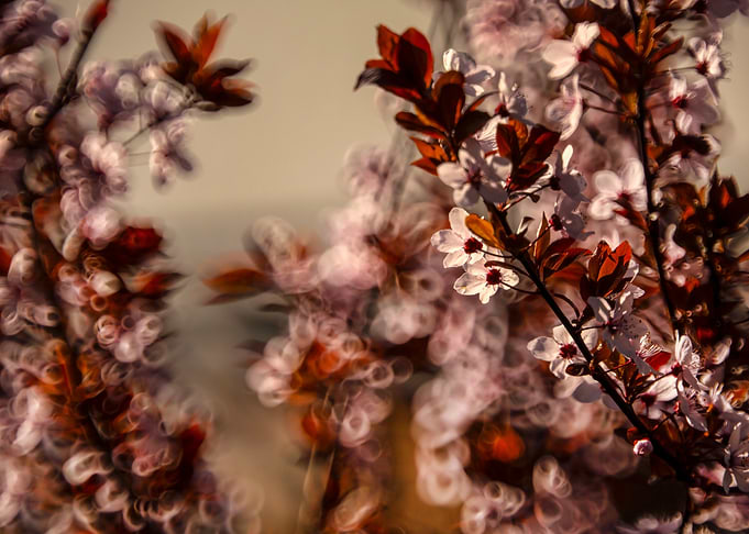 Cherry Blossom Branch