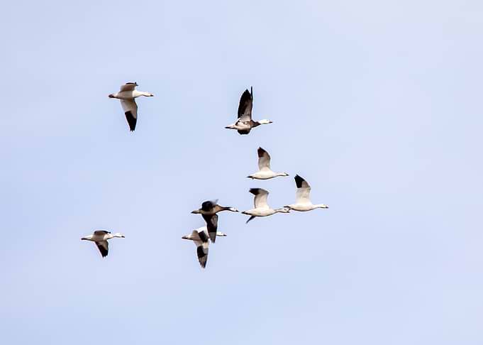 Snow Geese Flying in V Formation