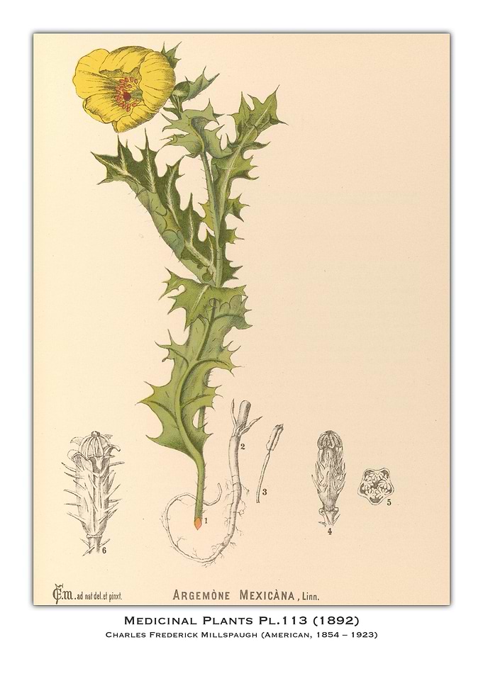 Medicinal Plant Illustration