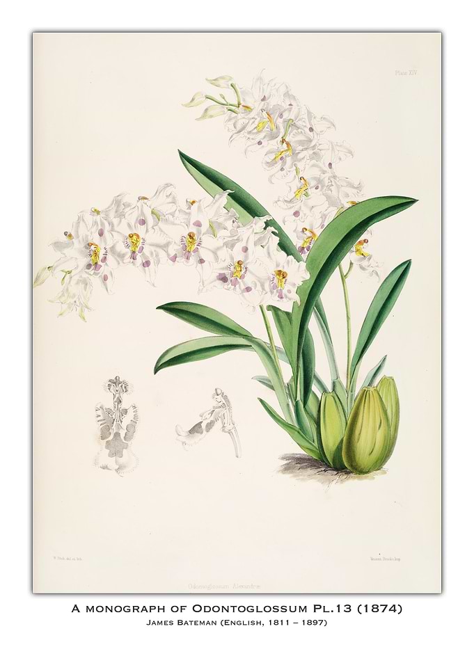 Odontoglossum Orchid Illustration