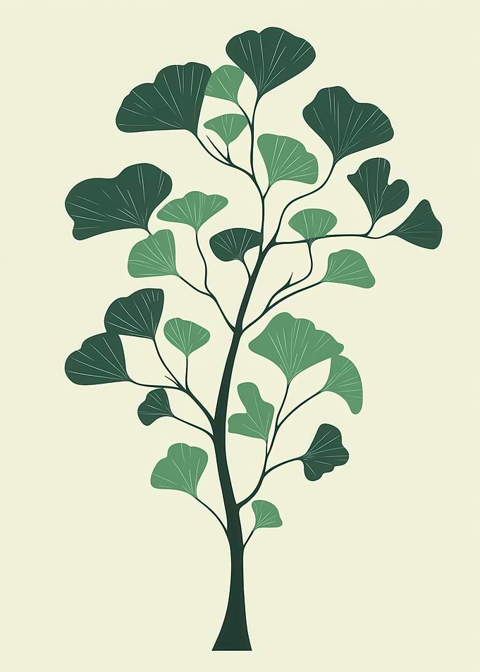 Ginkgo Tree Illustration