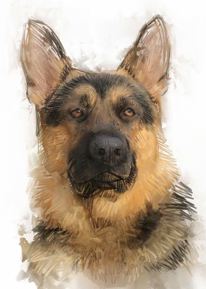 German Shepherd Portrait