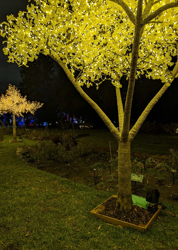 Golden Trees 01