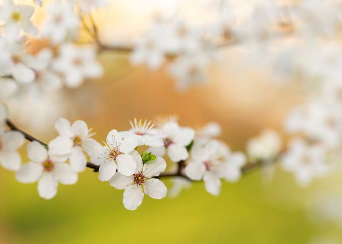 White Blossom Branch, Spring Garden