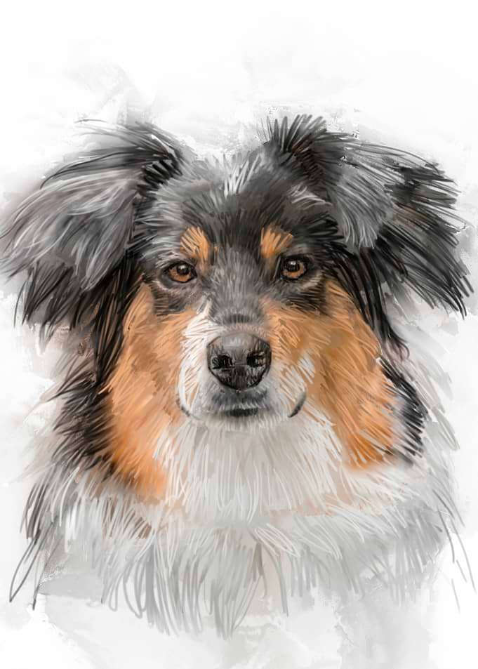 Australian Shepherd Portrait