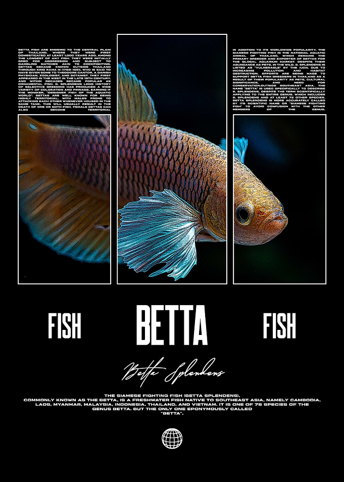 Betta Splendens Betta Fish Keeper