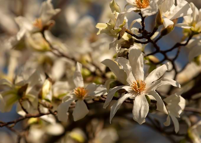 Magnolia Blossoms