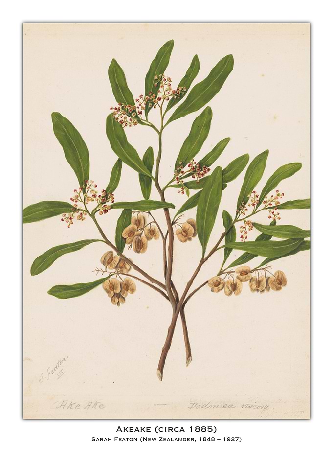 Ake Ake Botanical Illustration