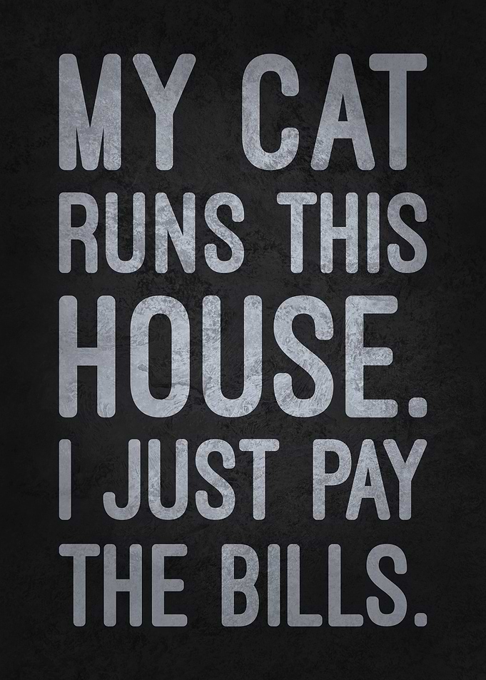 My Cat Runs This House