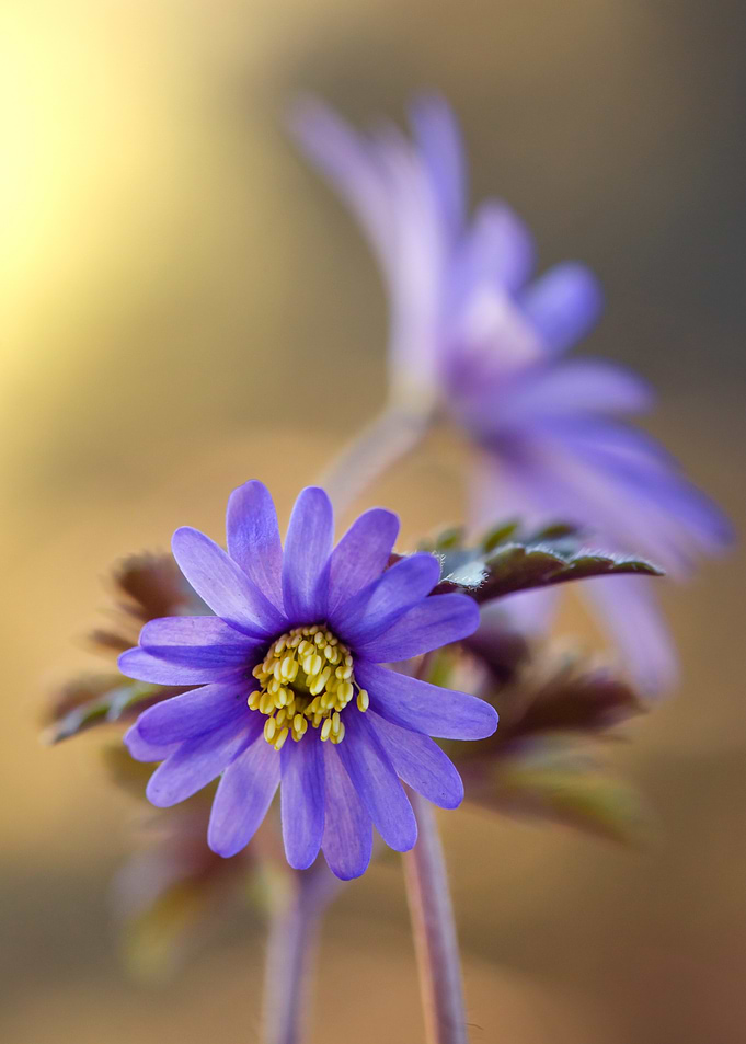 Purple Flower Close-Up