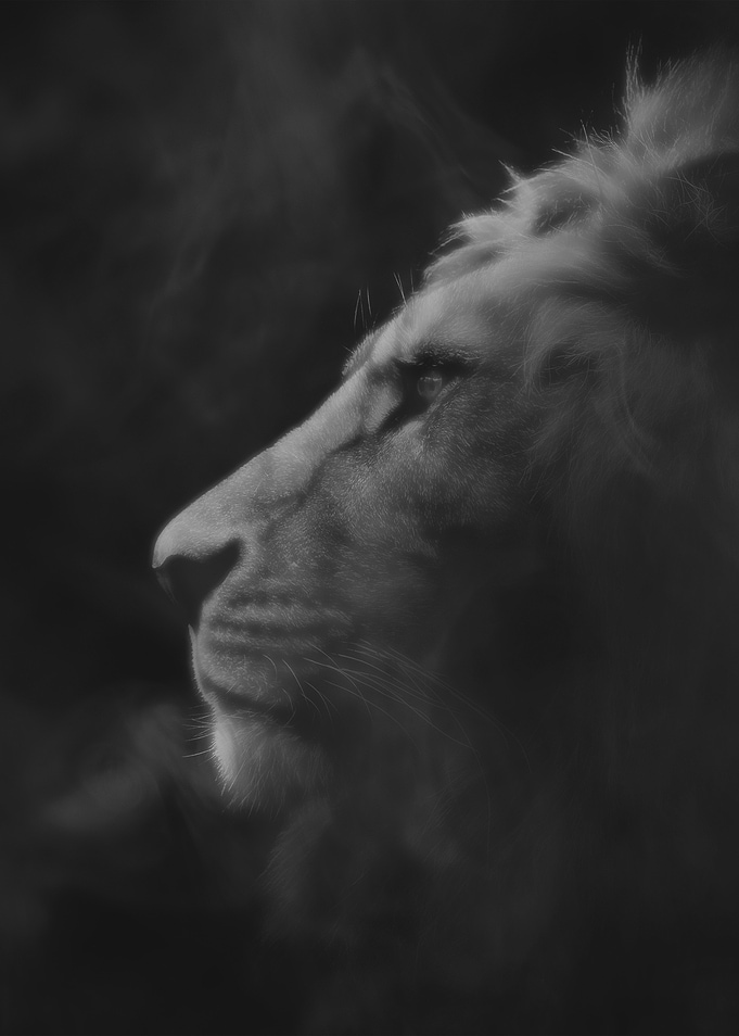 Lion King Monochrome Portrait
