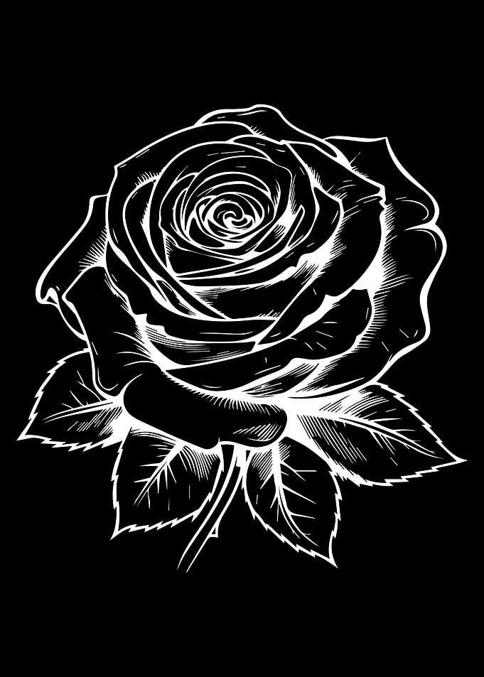 White Rose Illustration