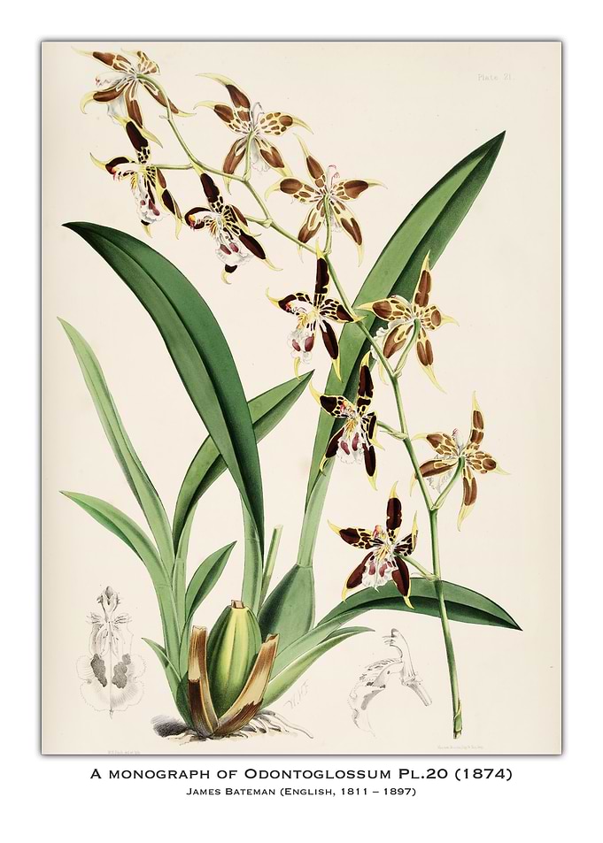 Odontoglossum Orchid Illustration