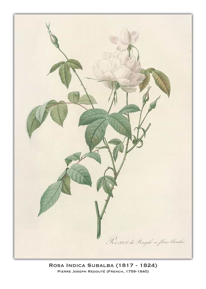 Rosa Indica Subalba Botanical Illustration